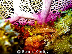 Diamond Blenny seen in Grand Cayman. Photo taken with a C... by Bonnie Conley 